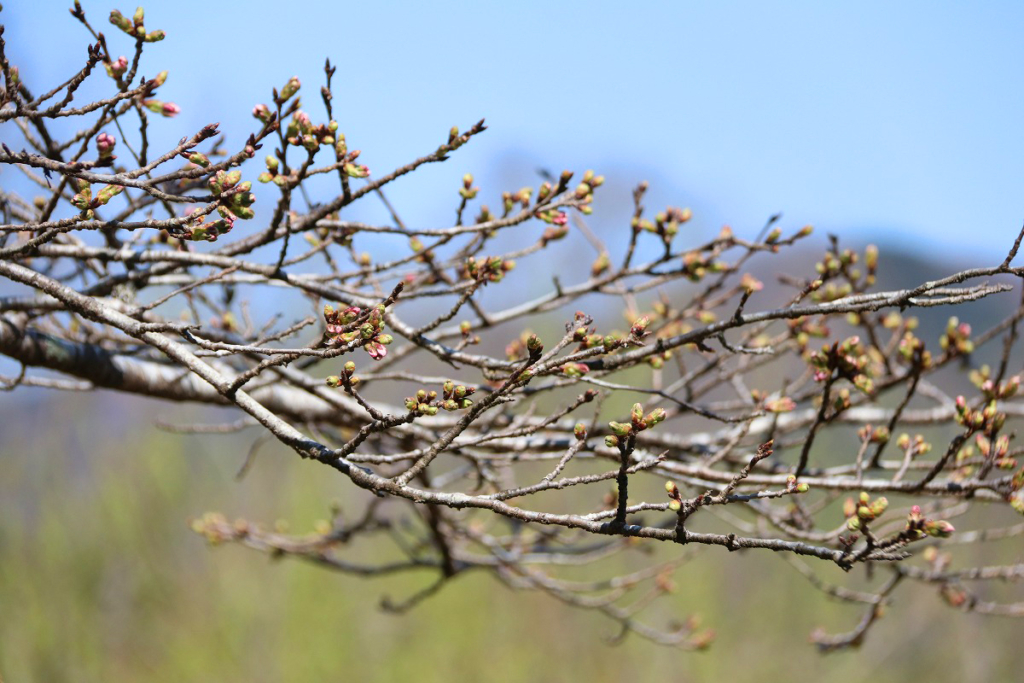 野土山桜の画像