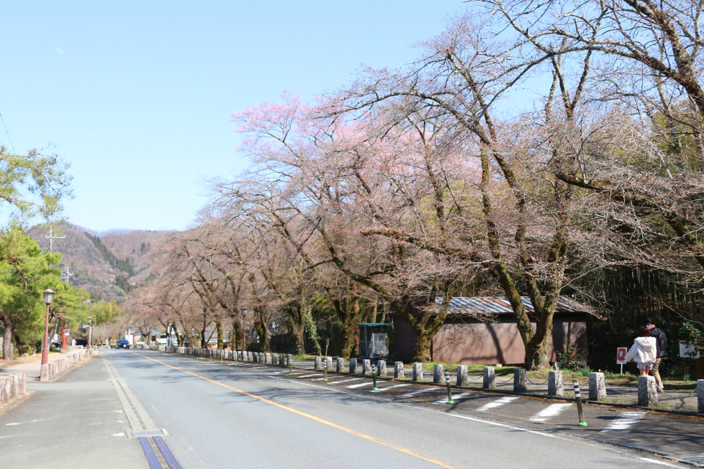 宝登山参道桜並木の画像