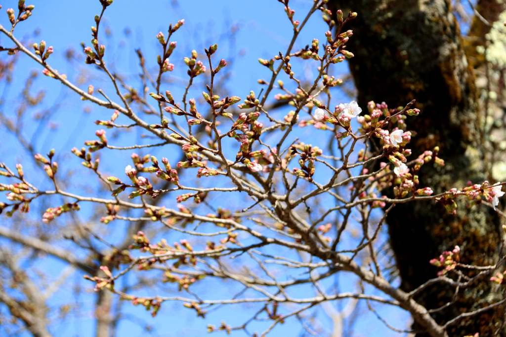 宝登山参道桜並木の画像