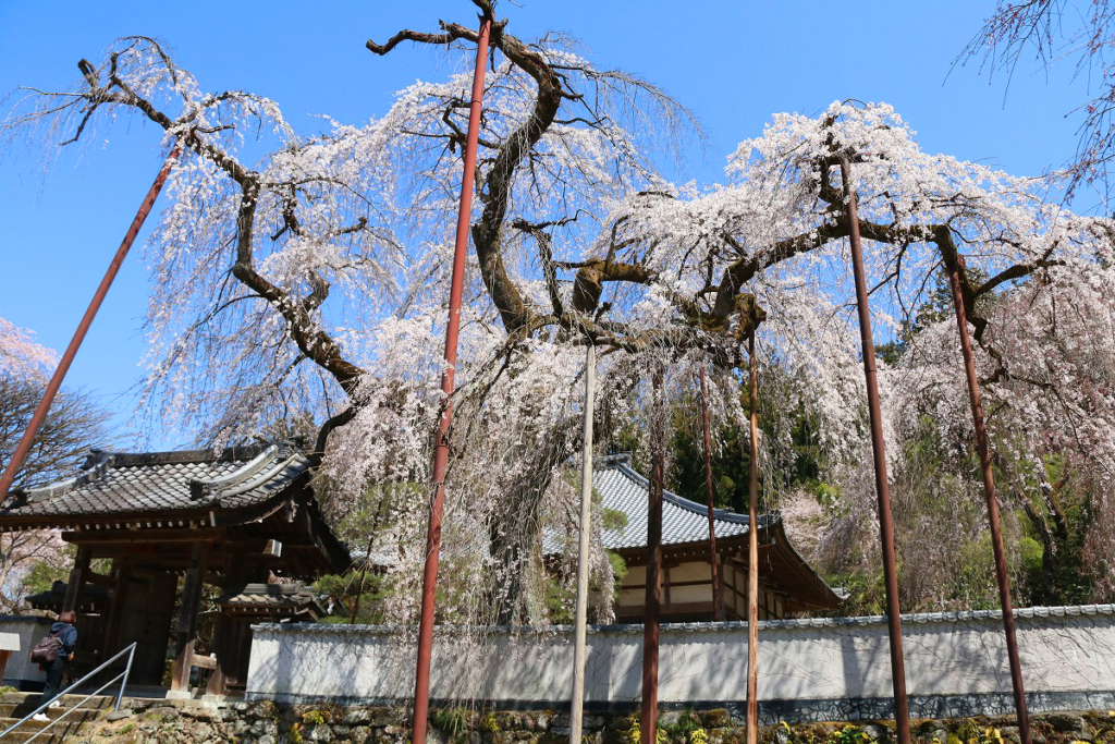 清雲寺のしだれ桜の画像