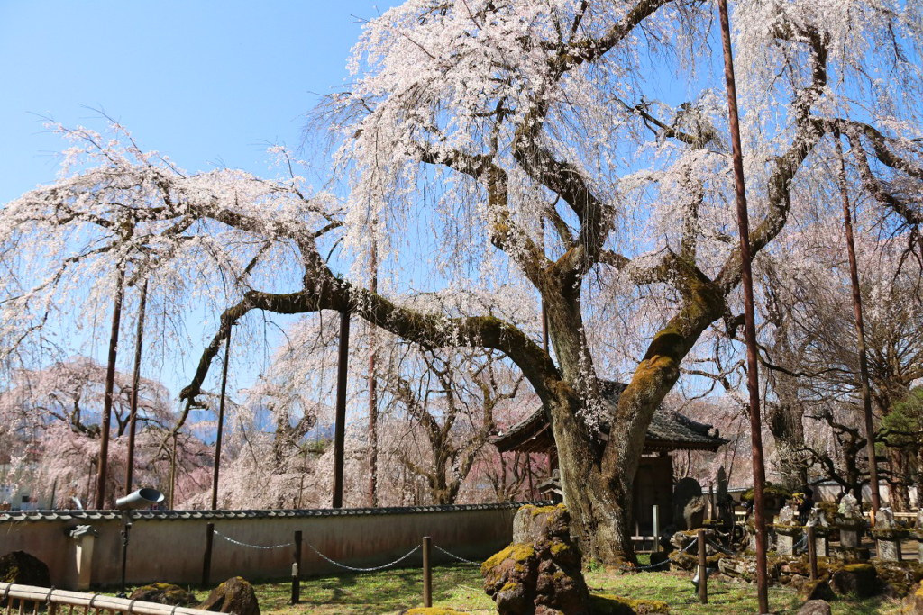 清雲寺のしだれ桜の画像