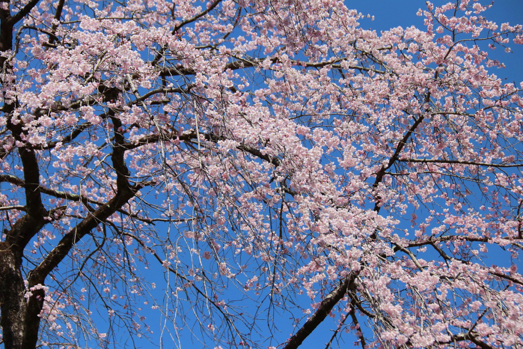 清雲寺のしだれ桜の画像