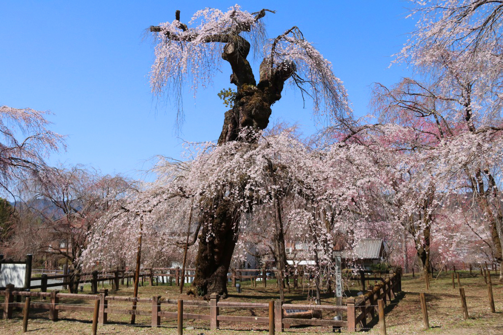 清雲寺のしだれ桜の画像