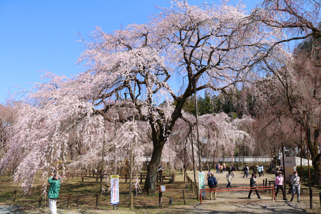 清雲寺のしだれ桜の画像