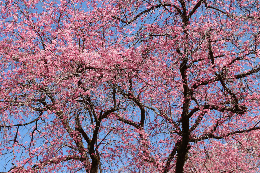 清雲寺のしだれ桜の画像