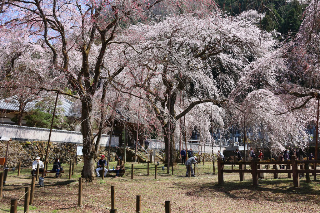 清雲寺のしだれ桜の画像