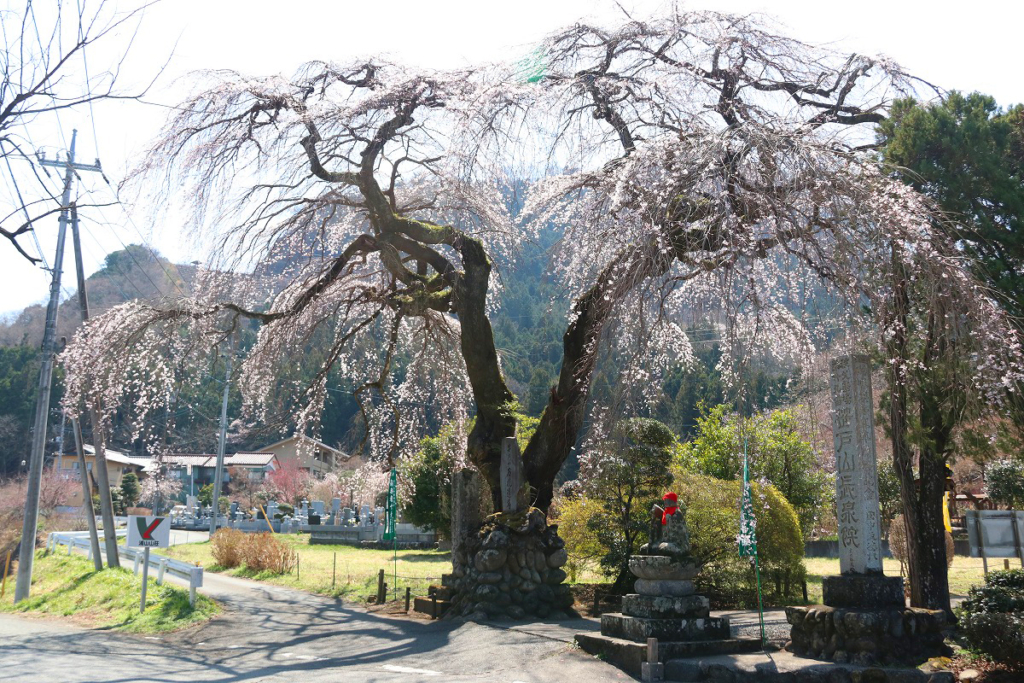 長泉院しだれ桜の画像