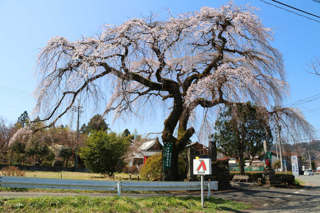 長泉院しだれ桜の画像