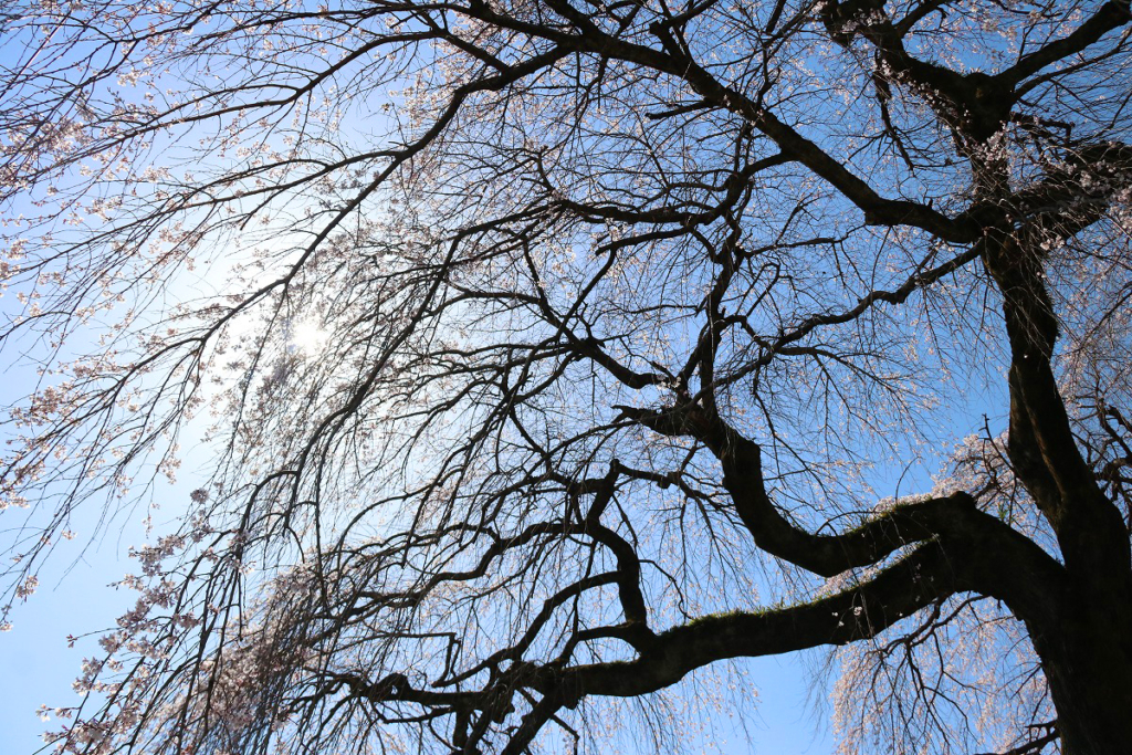 長泉院しだれ桜の画像