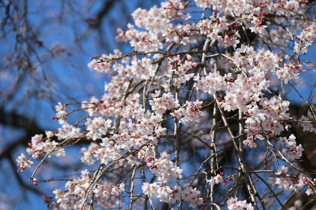 長泉院しだれ桜の画像