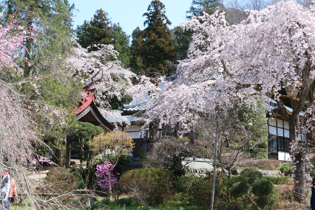法善寺のしだれ桜の画像