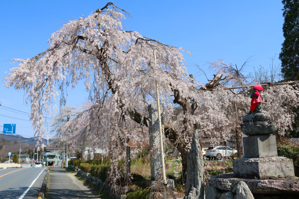 法善寺のしだれ桜の画像