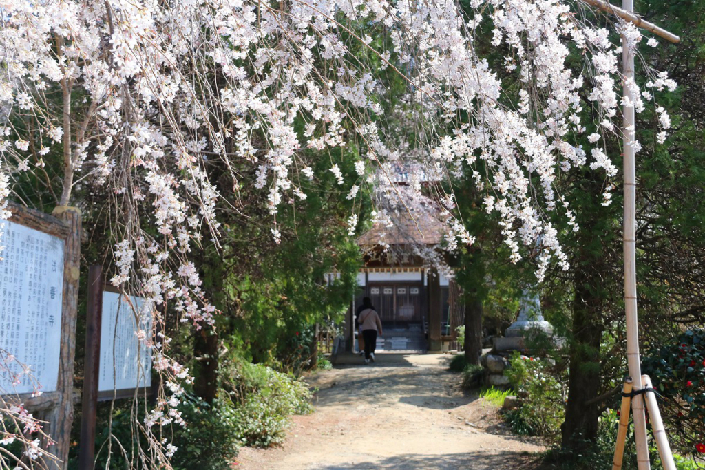 法善寺のしだれ桜の画像