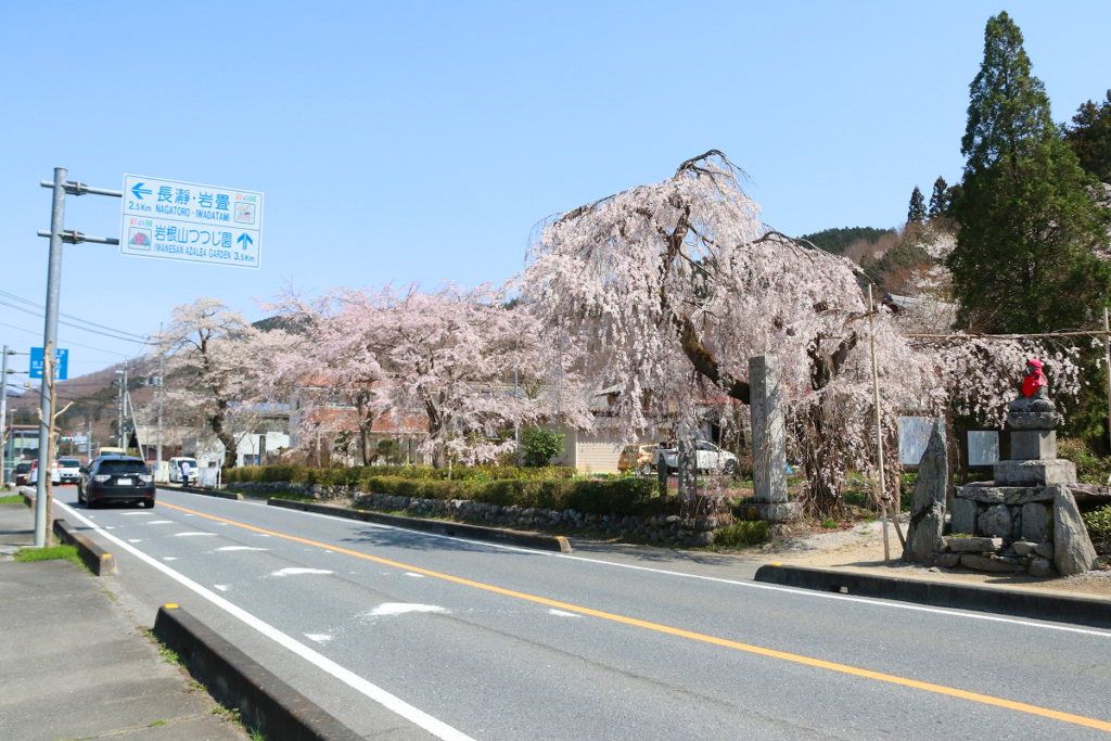 法善寺のしだれ桜の画像