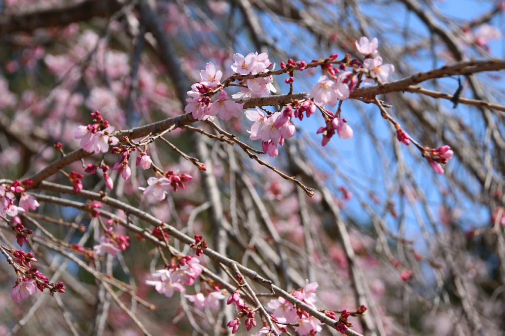 法善寺のしだれ桜の画像