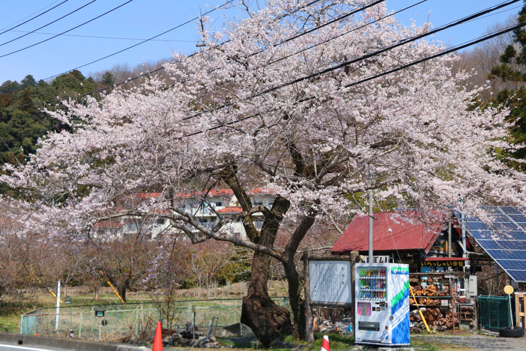 大手の桜の画像