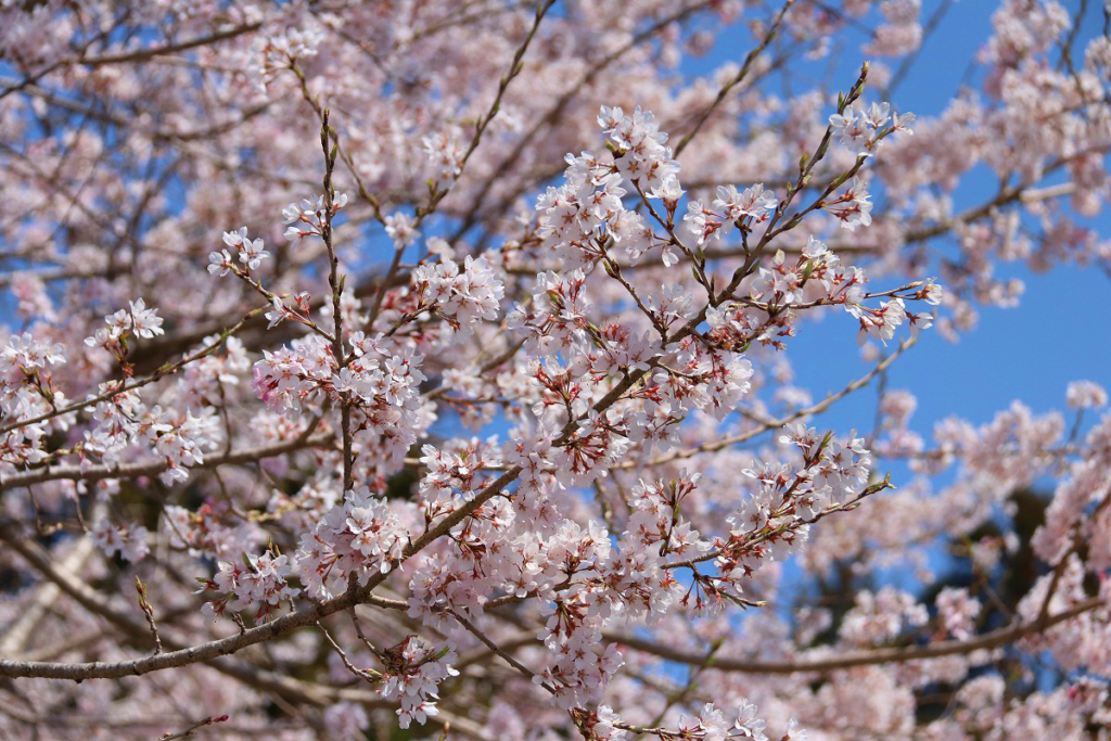 大手の桜の画像