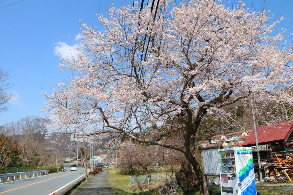 大手の桜の画像