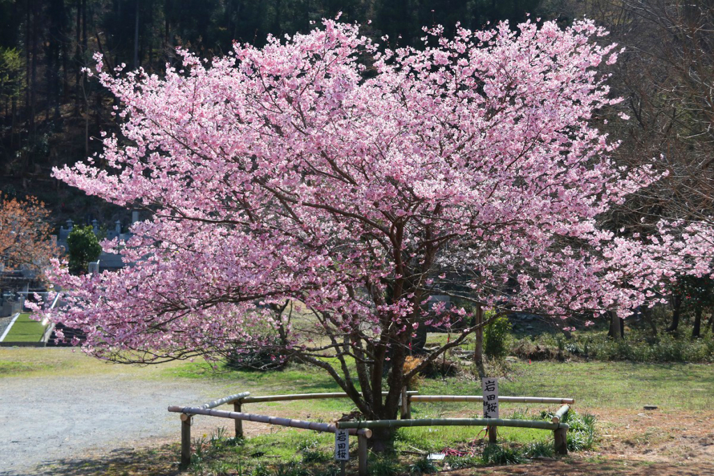 岩田桜の画像
