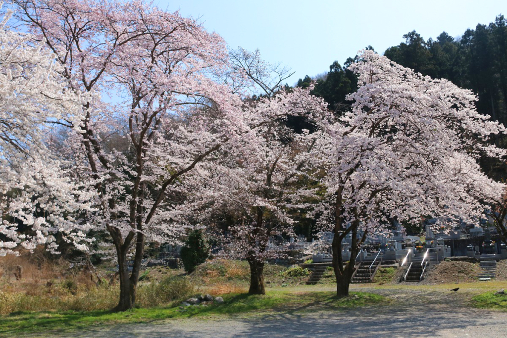 岩田桜の画像