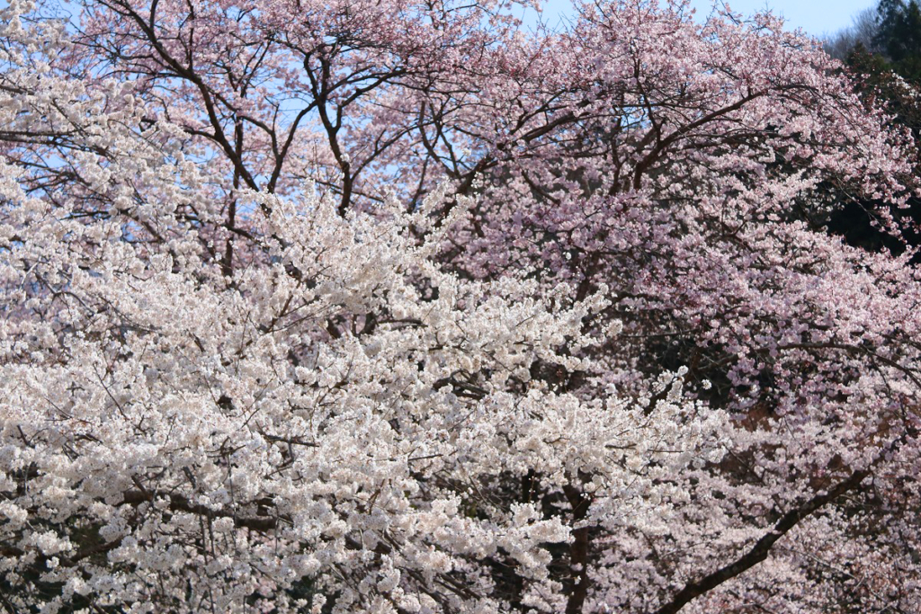 岩田桜の画像