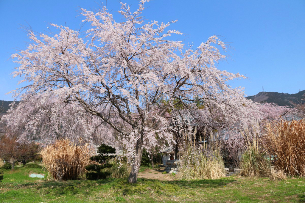 道光寺しだれ桜の画像