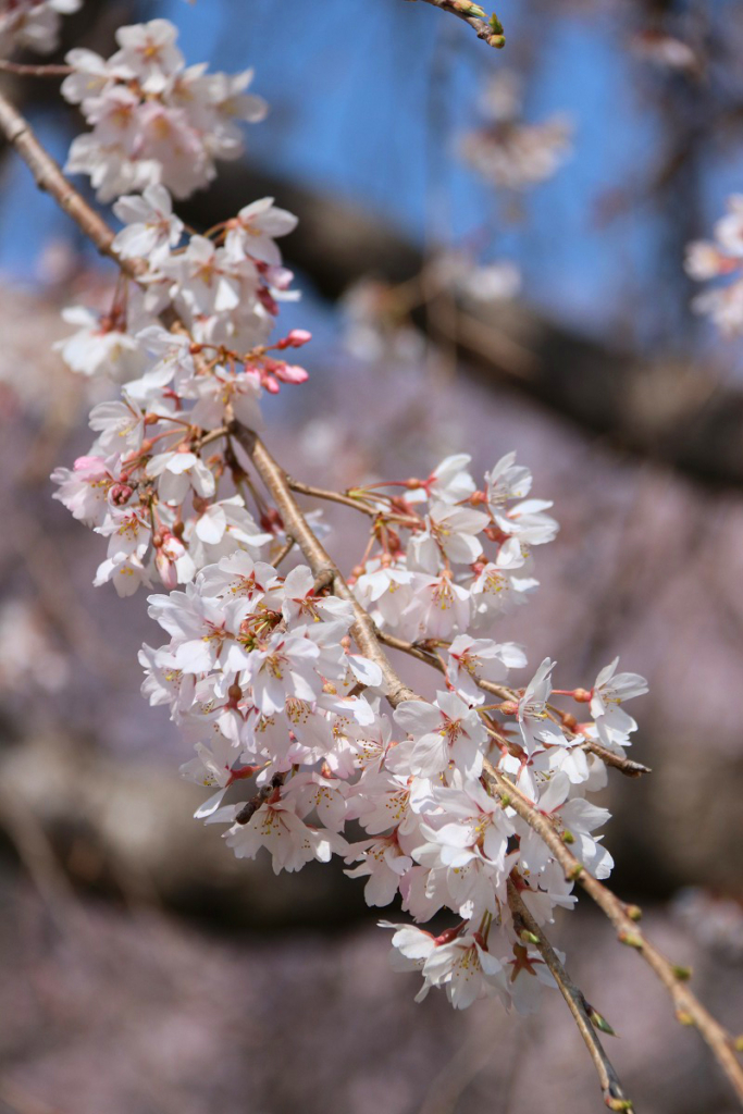 道光寺しだれ桜の画像