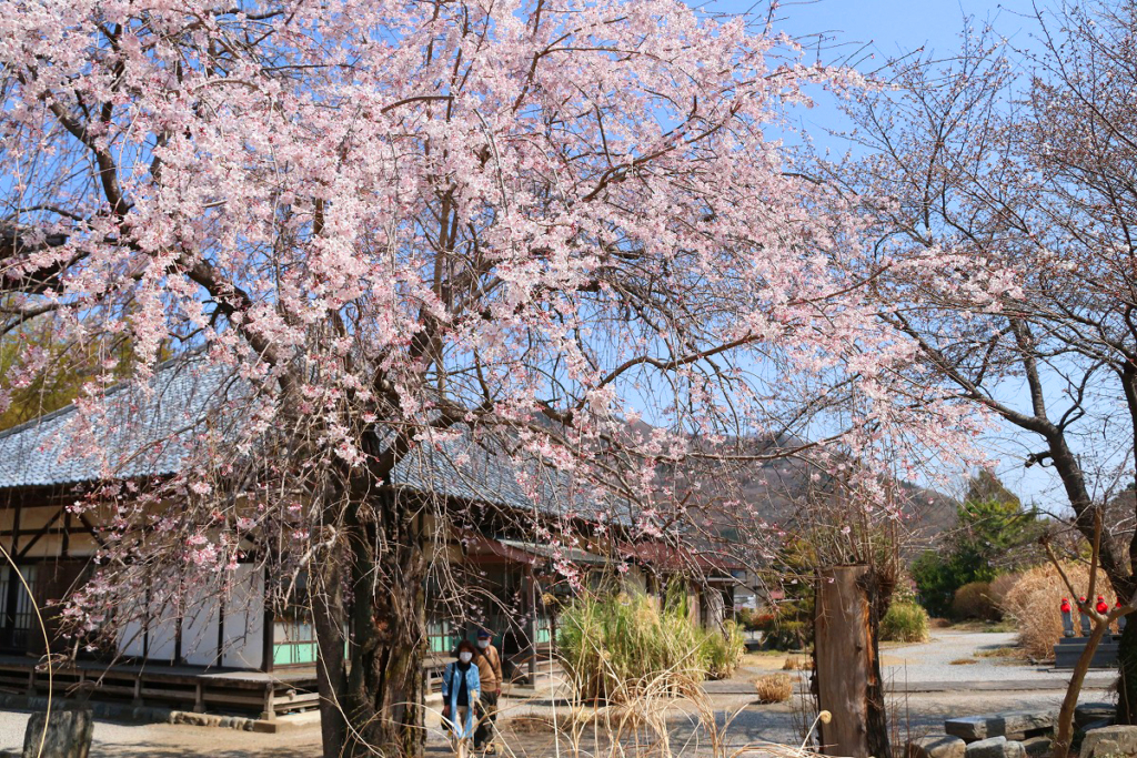 道光寺しだれ桜の画像