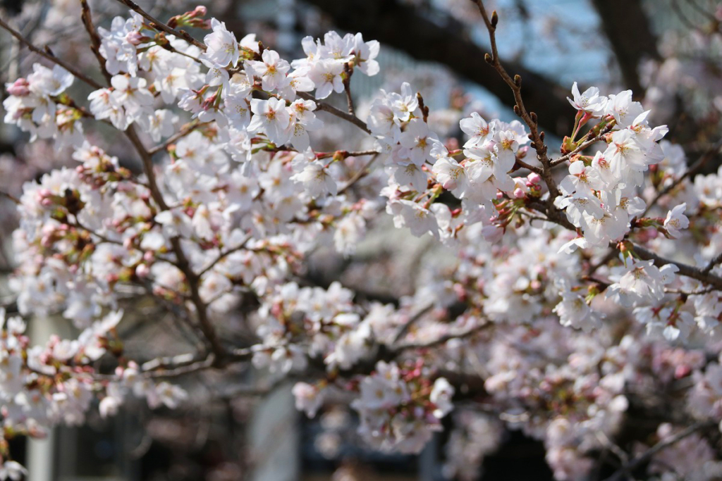 北桜通りの画像