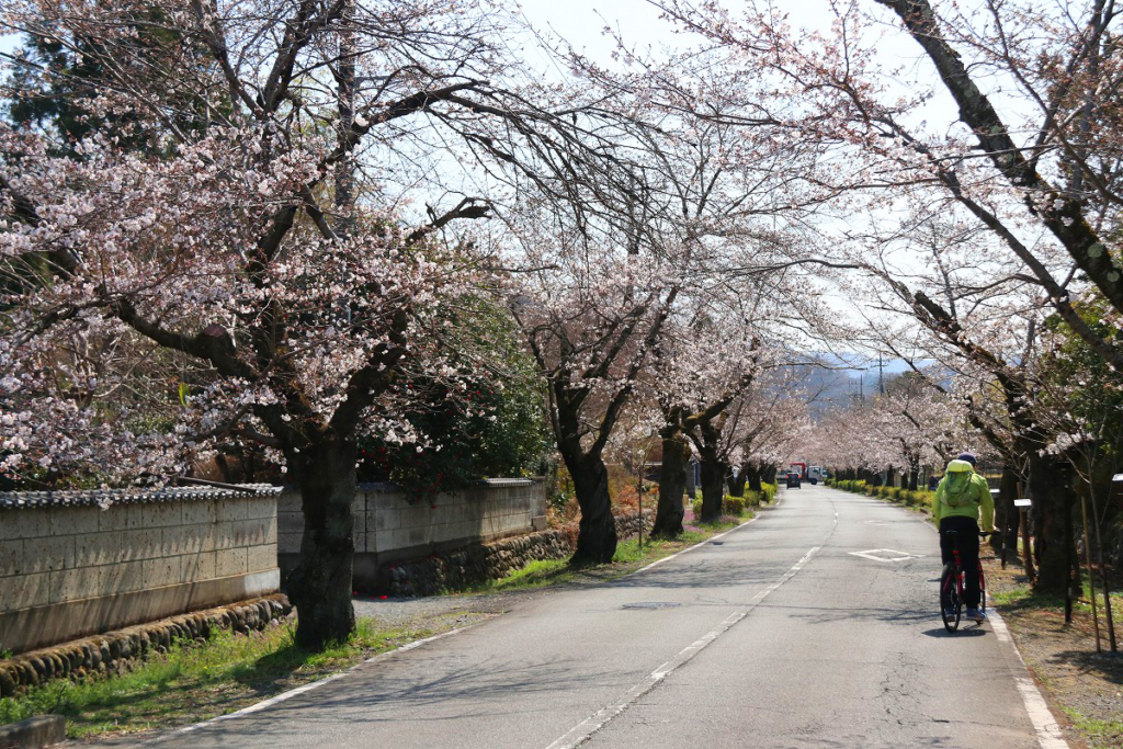 北桜通りの画像