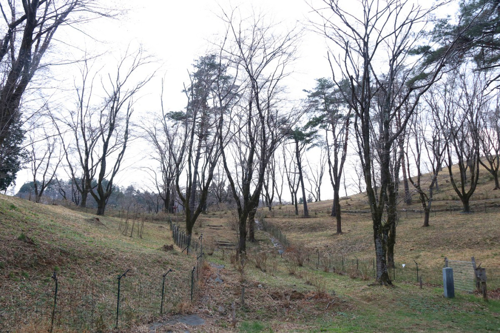 野土山桜の画像