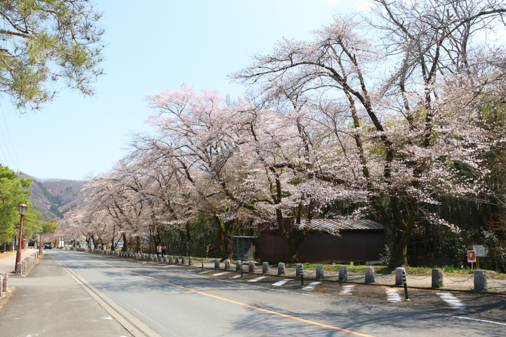 宝登山参道桜並木の画像