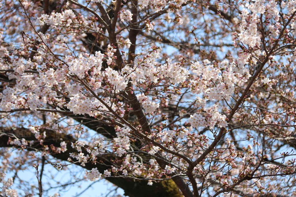 宝登山参道桜並木の画像