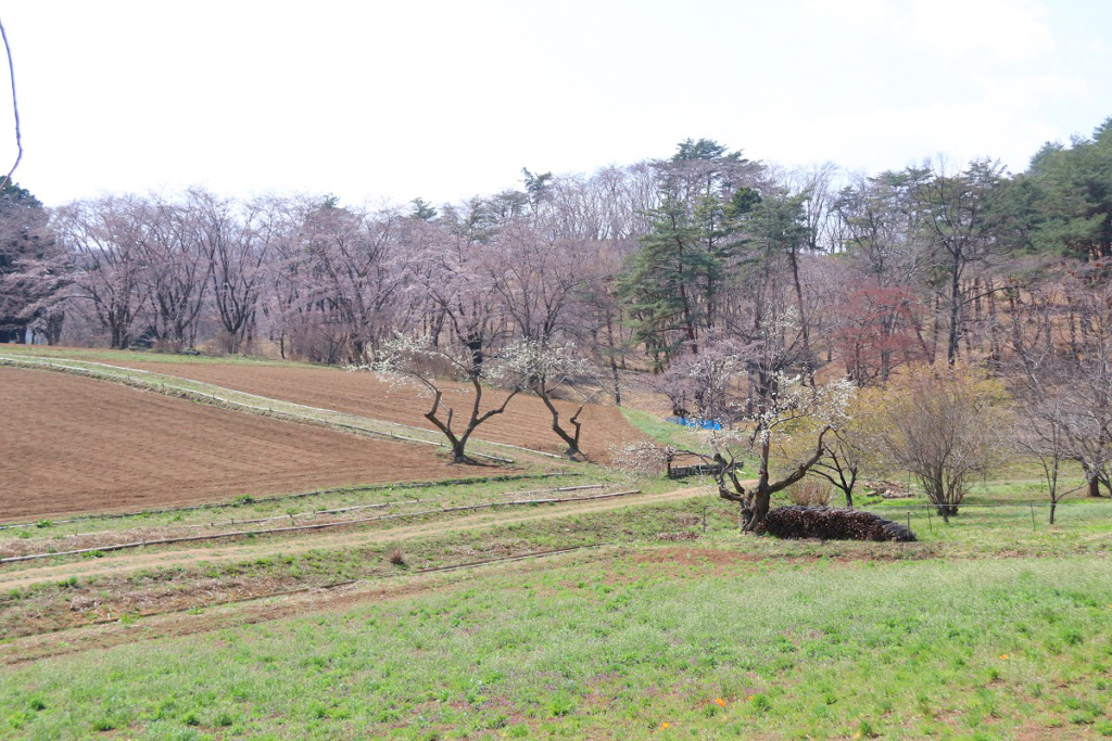 野土山桜の画像