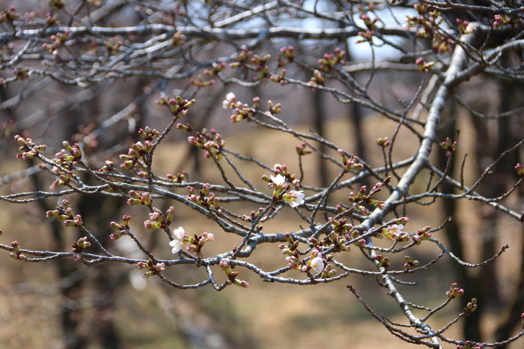 野土山桜の画像