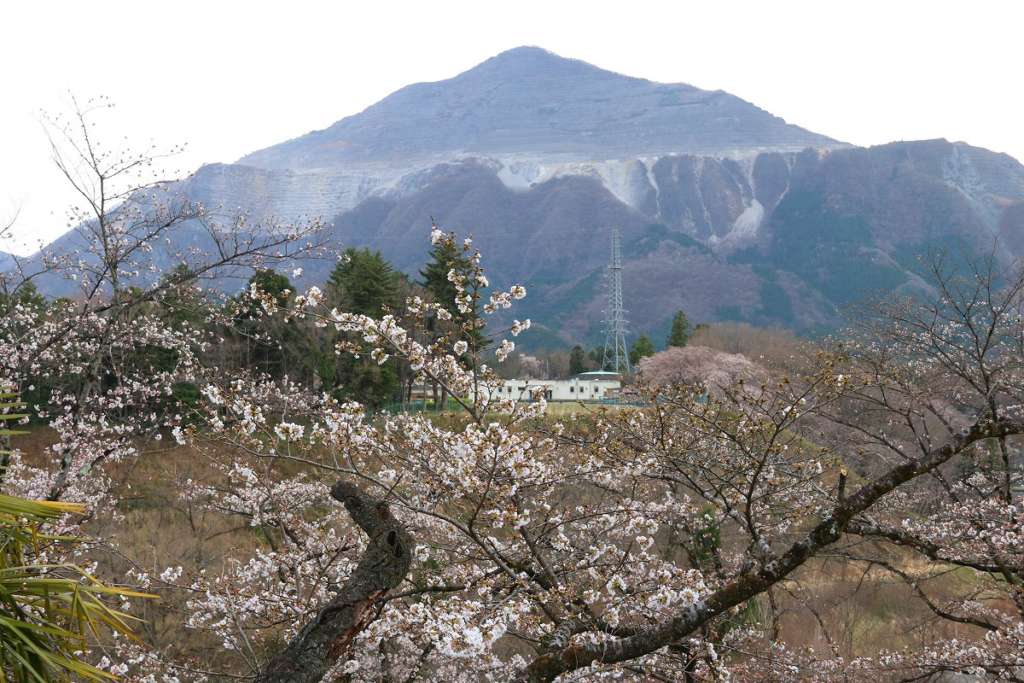 羊山公園見晴らしの丘桜の画像