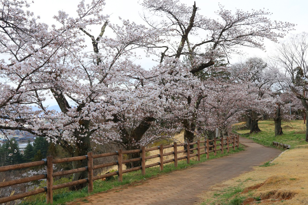 羊山公園見晴らしの丘桜の画像