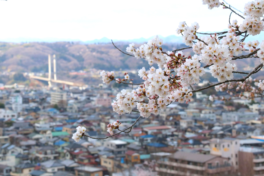 羊山公園見晴らしの丘桜の画像