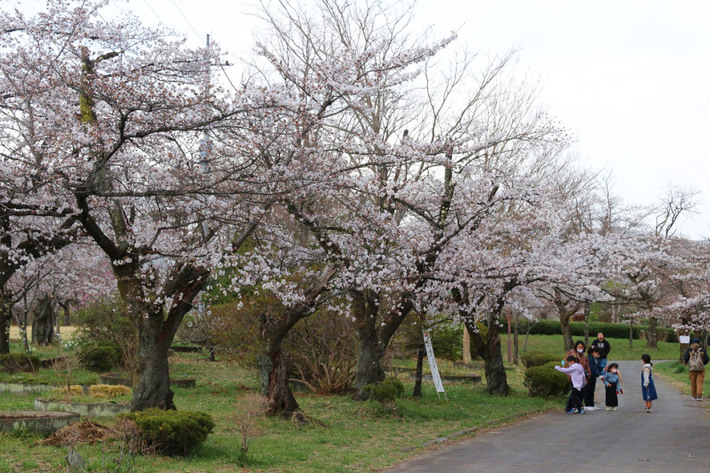 羊山公園見晴らしの丘桜の画像