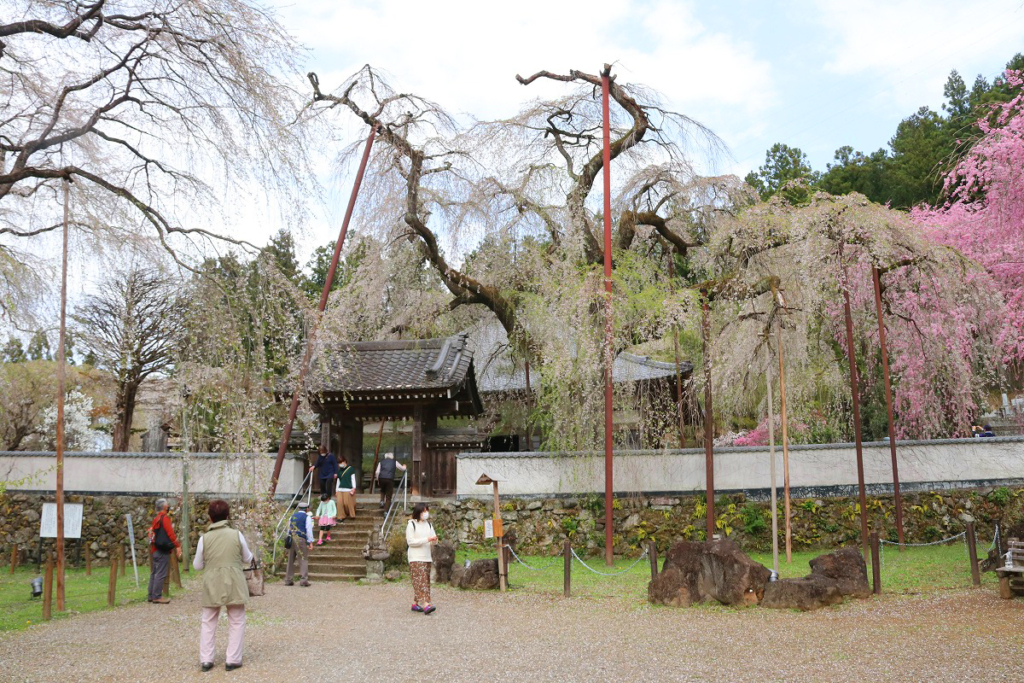 清雲寺のしだれ桜の画像