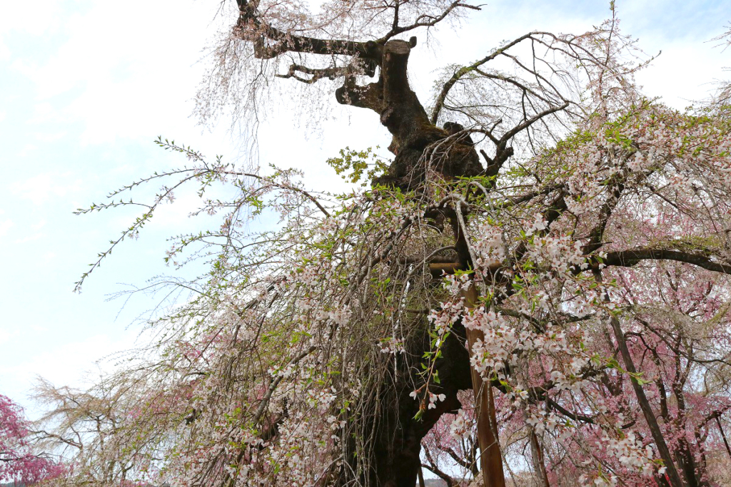 清雲寺のしだれ桜の画像