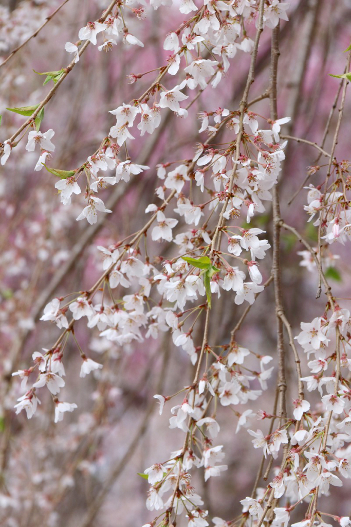 清雲寺のしだれ桜の画像