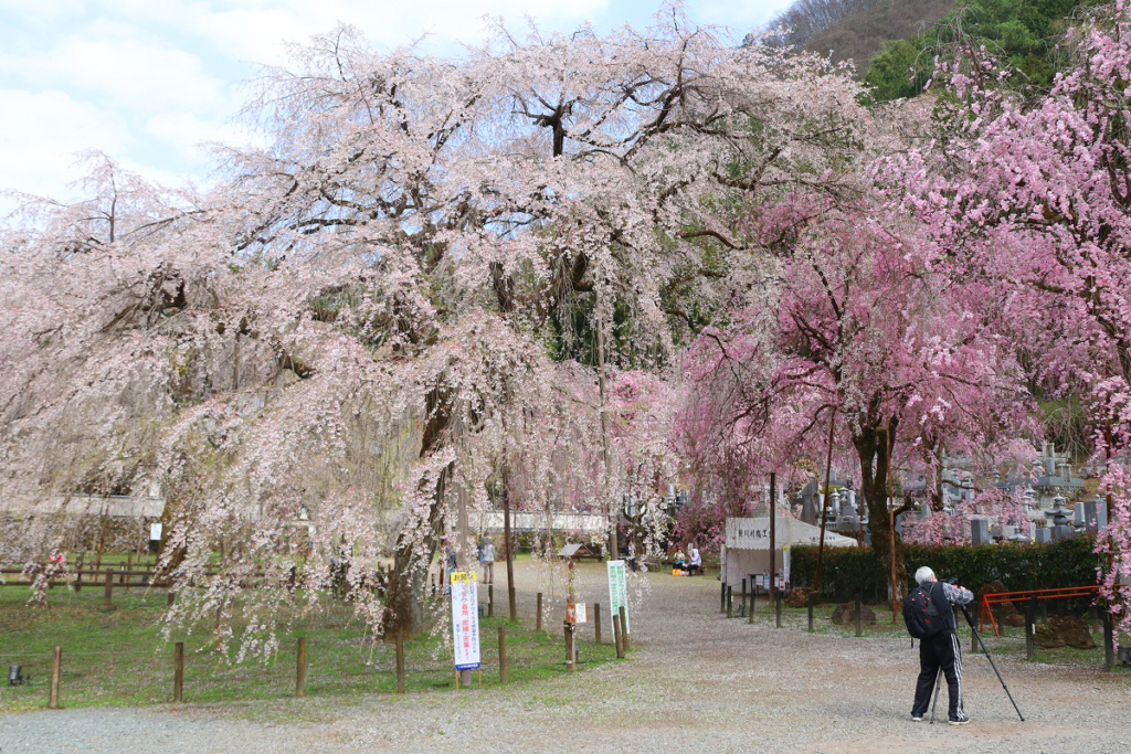 清雲寺のしだれ桜の画像