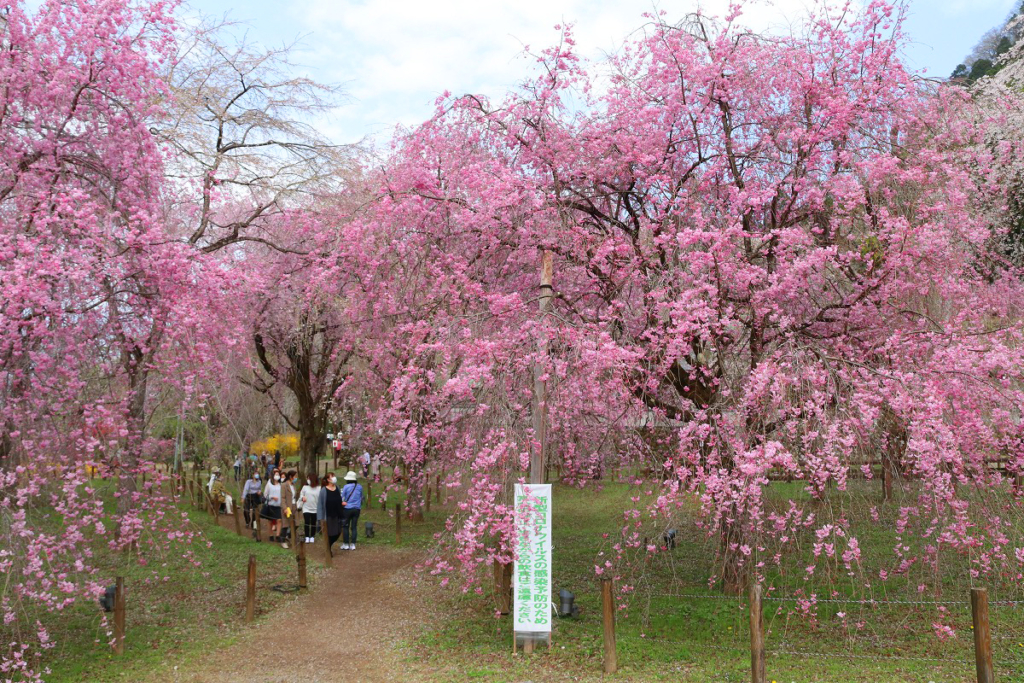 清雲寺のしだれ桜の画像