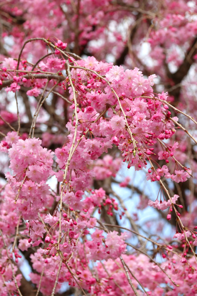 清雲寺のしだれ桜の画像