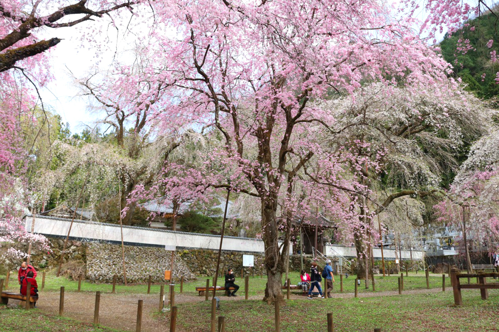 清雲寺のしだれ桜の画像