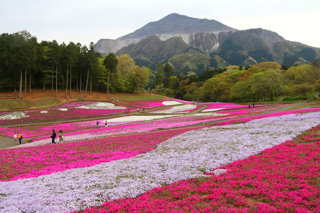 羊山公園芝桜の丘の画像