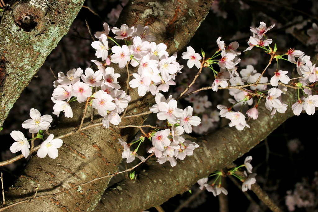 長瀞北桜通りライトアップの画像