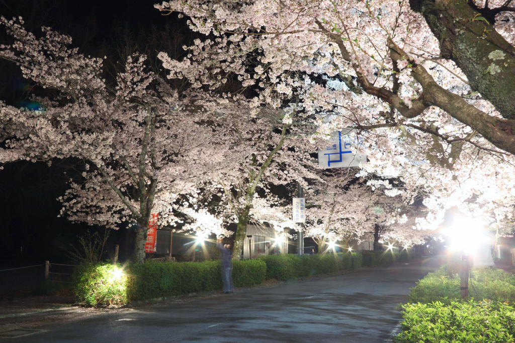 長瀞北桜通りライトアップの画像