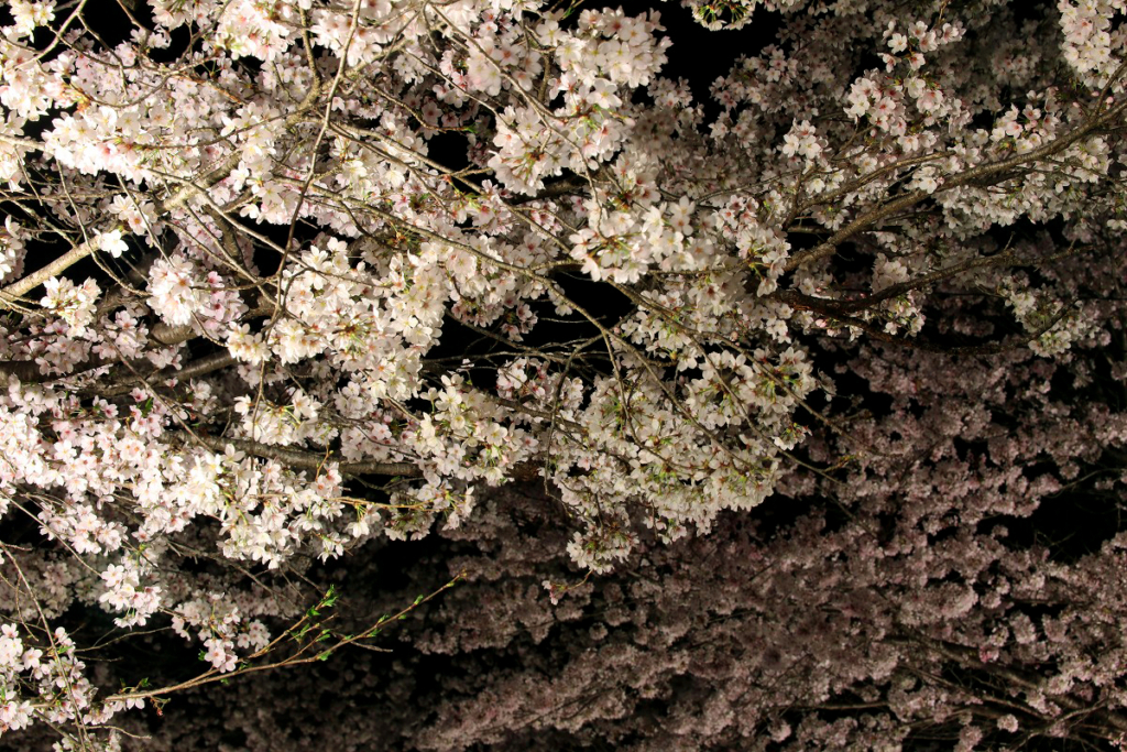 長瀞北桜通りライトアップの画像